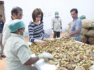 品質へのこだわり>
            どんなに良い素材でも、その取り扱いや管理が粗末であれば高い品質は望めません。
            <br>私たちビーインミュージアムは、サラシア原料の品質・安全性に一切の妥協を許しません。
<br>農薬不使用のインド産サラシアにこだわり、現地サプライヤーと協力しながら、定期的にスタッフが現地に入って品質指導や資源調査などを行っています。
          <p>&nbsp;</p>
          
          <h2>安全なサラシアをお届けするために</h2>
          <p><img class=